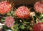 Mt Tomah Botanic Garden